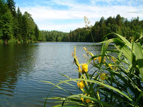 Ebnisee