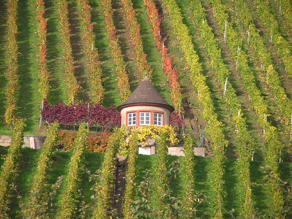 Weinberg bei Schorndorf