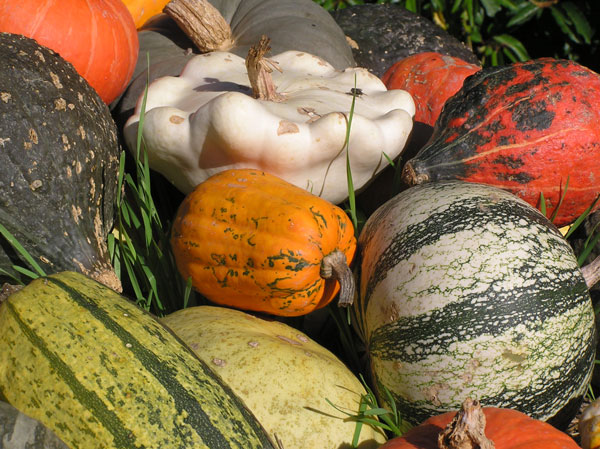 Kürbisausstellung in Ludwigsburg